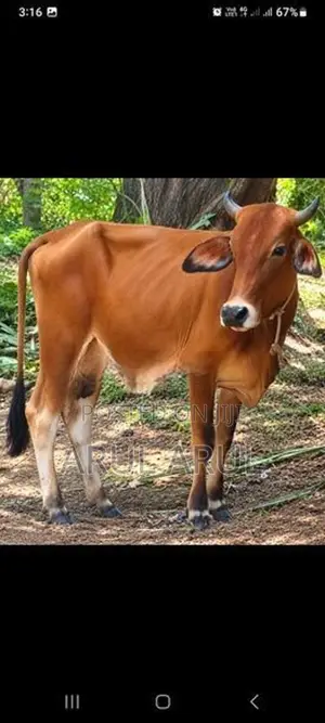 மாடுநம்பன்