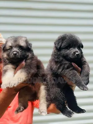 Lion Pomeranian Puppies
