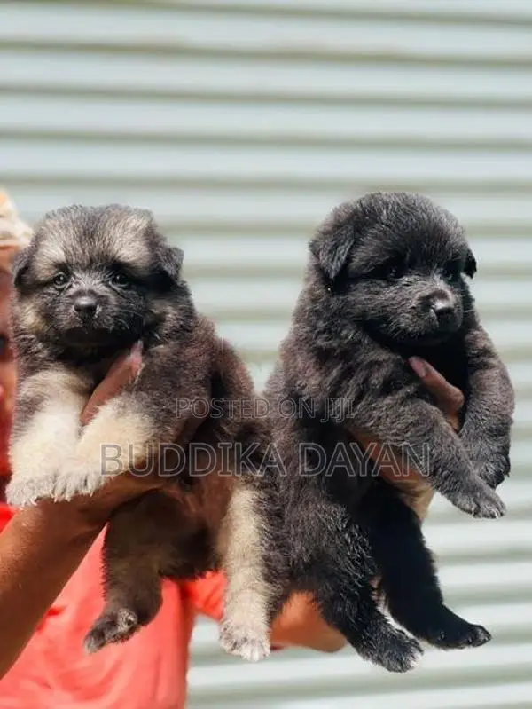 Lion Pomeranian Puppies