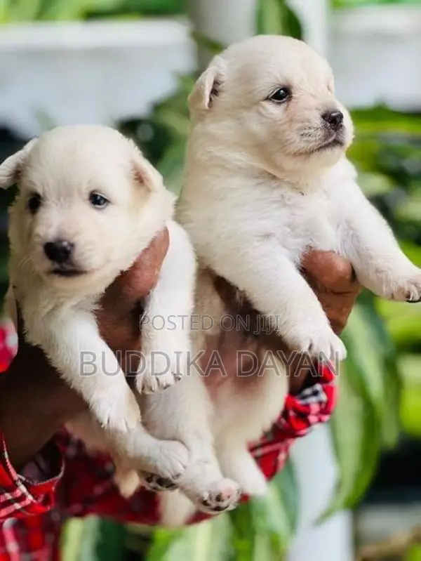 Lion Pomeranian Puppies