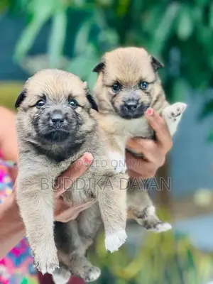 Lion Pomeranian Puppies