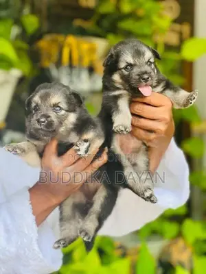 Lion Pomeranian Puppies