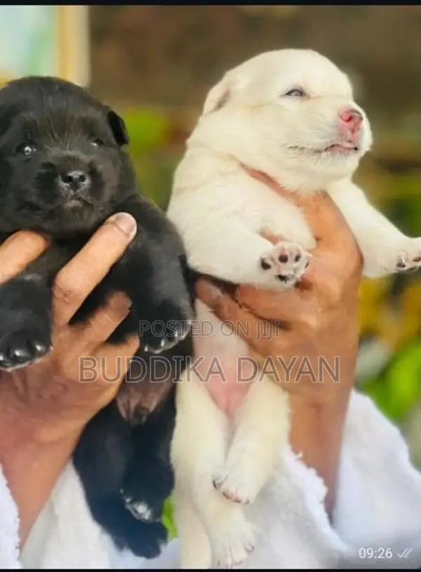 Lion Pomeranian Puppies