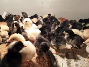 ஊர்க்கோழிக்குஞ்சுகள்