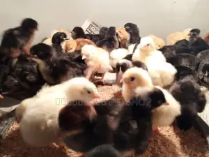 ஊர்க்கோழிக்குஞ்சுகள்
