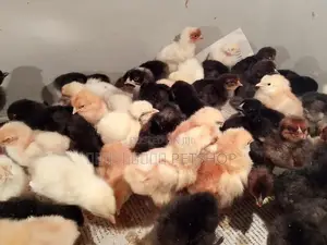 ஊர்க்கோழிக்குஞ்சுகள்
