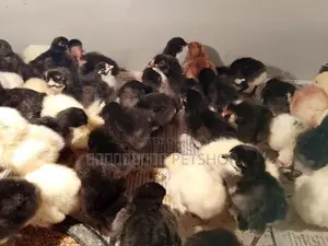 ஊர்க்கோழிக்குஞ்சுகள்