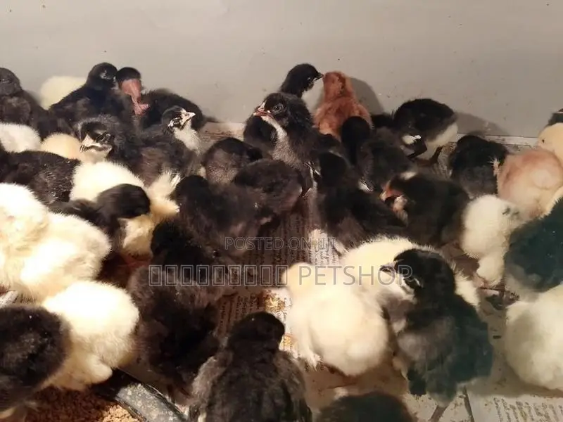 ஊர்க்கோழிக்குஞ்சுகள்