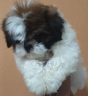 Shihitzhu Puppies