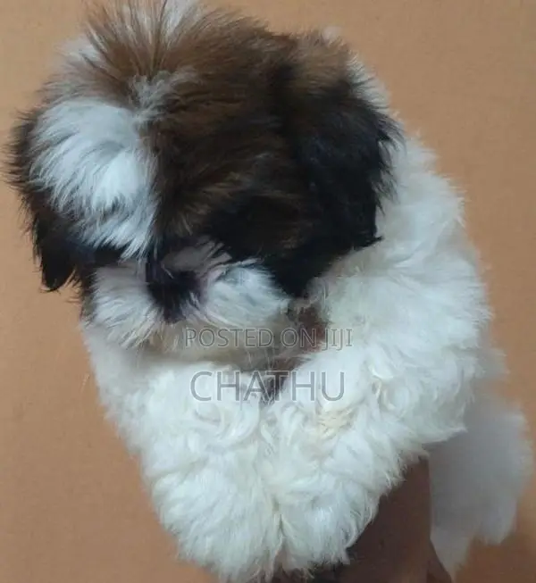 Shihitzhu Puppies