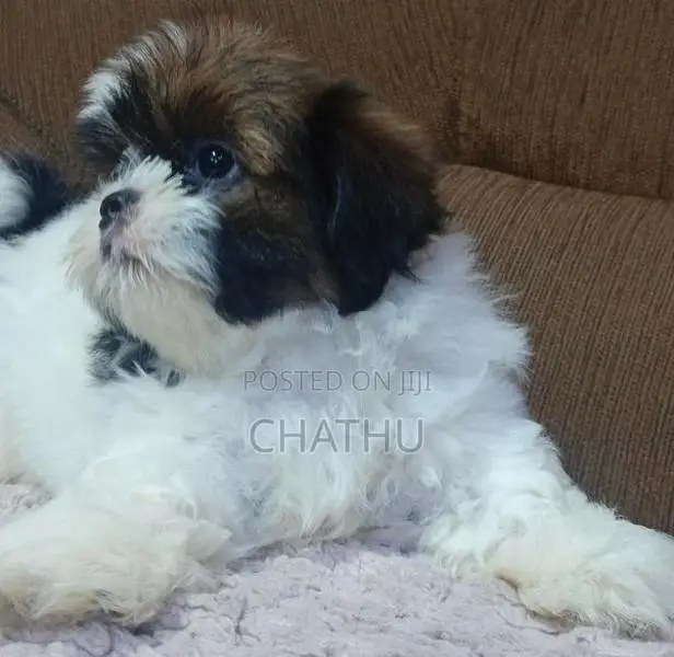 Shihitzhu Puppies