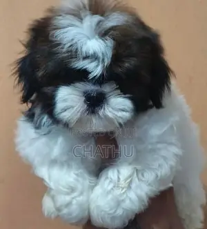 Shihitzhu Puppies