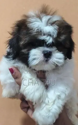 Shihitzhu Puppies