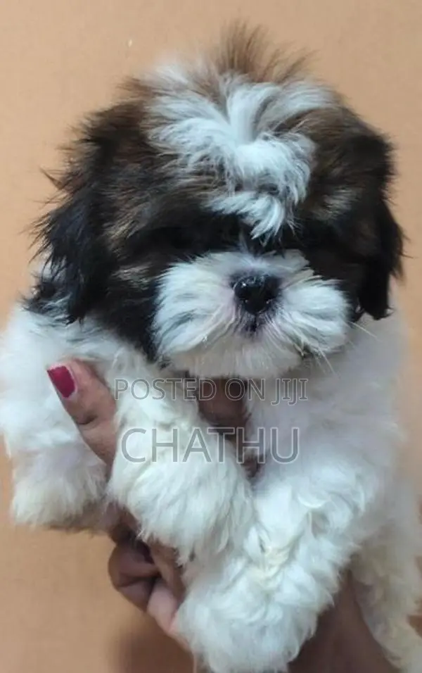 Shihitzhu Puppies