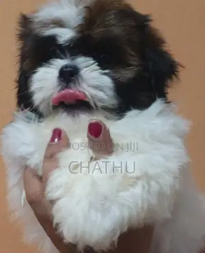 Shihitzhu Puppies