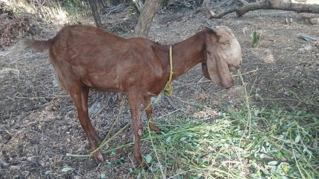 மறி ஆடு