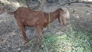 மறி ஆடு