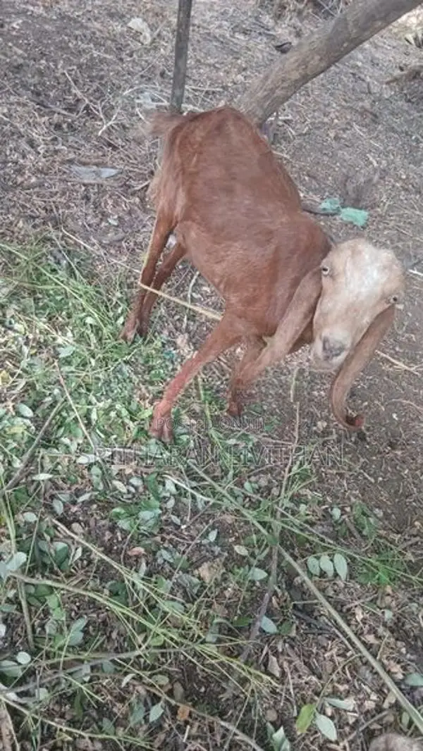 மறி ஆடு