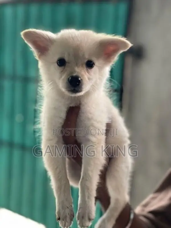 Lion Pomeranian