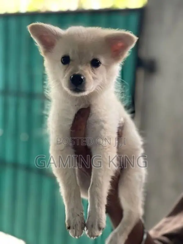 Lion Pomeranian