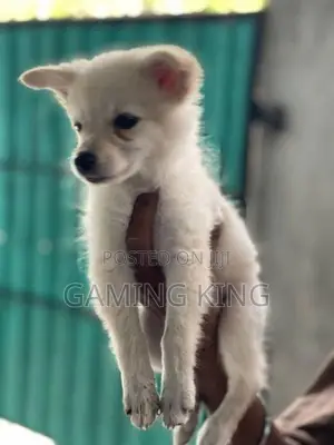 Lion Pomeranian