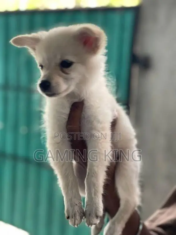Lion Pomeranian