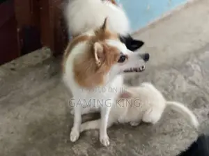 Lion Pomeranian