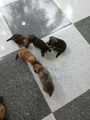 Pomeranian Puppies