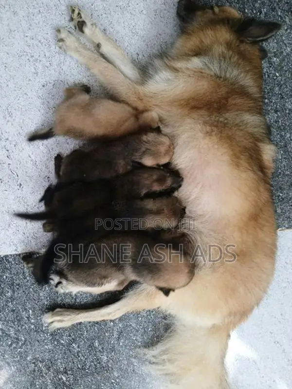 Pomeranian Puppies