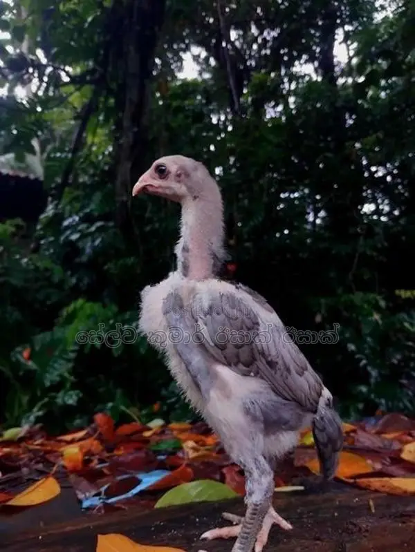 Shamo Rooster Chicks