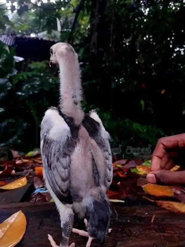 Shamo Rooster Chicks