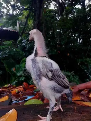 Shamo Rooster Chicks