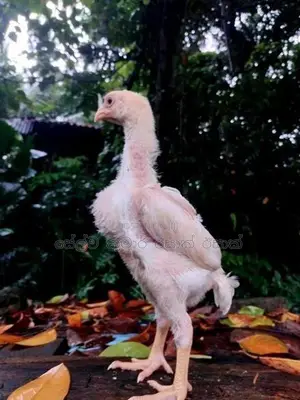 Shamo Rooster Chicks