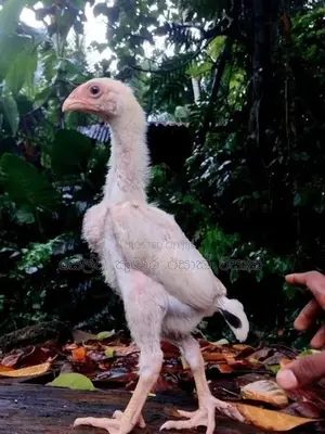 Shamo Rooster Chicks