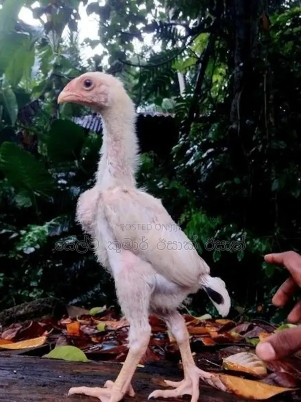 Shamo Rooster Chicks
