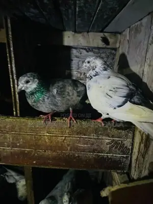 Pigeons