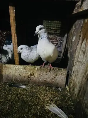 Pigeons