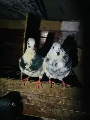 Pigeons
