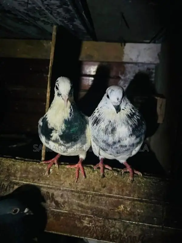 Pigeons