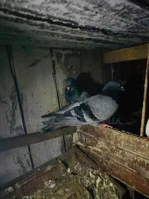 Pigeons