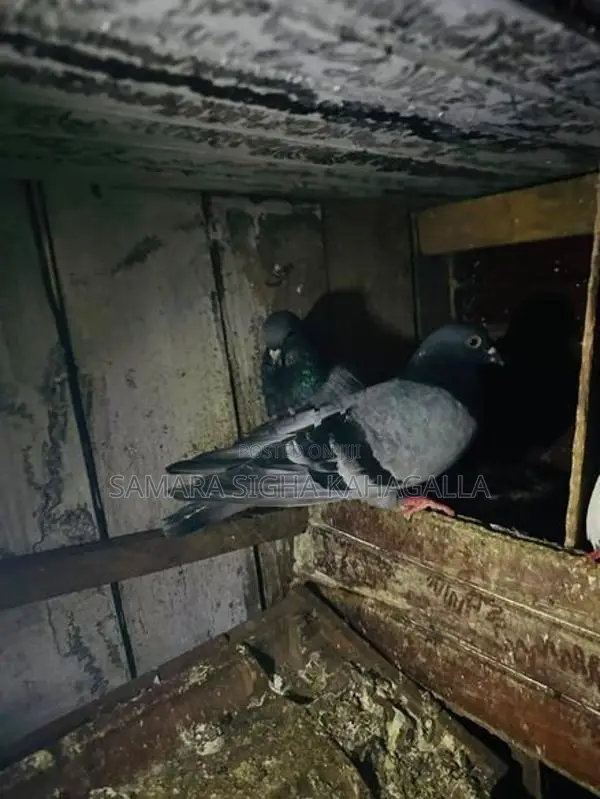Pigeons