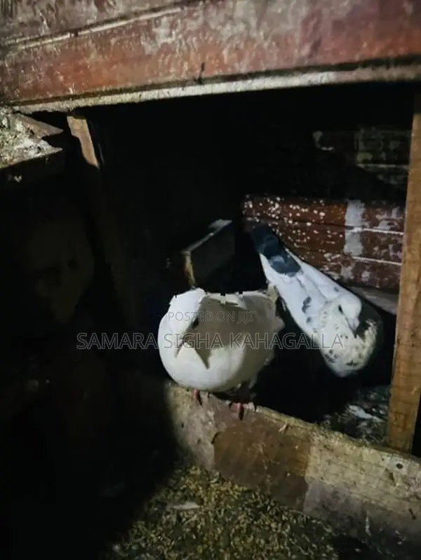 Pigeons
