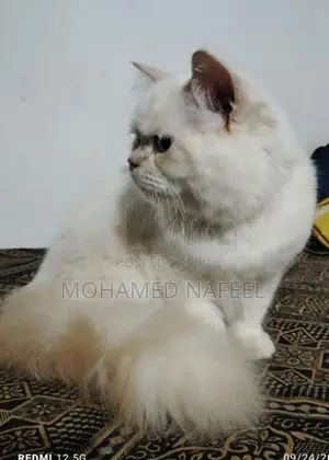 Persian Cat