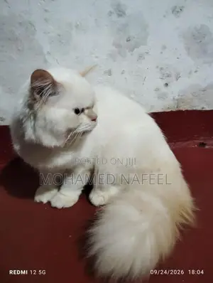 Persian Cat