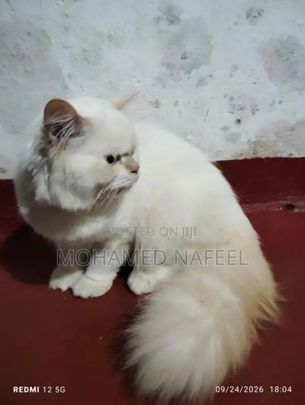 Persian Cat