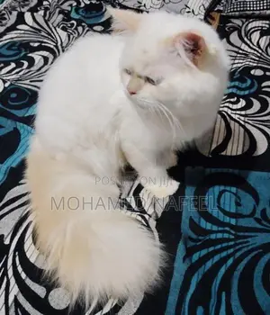 Persian Cat