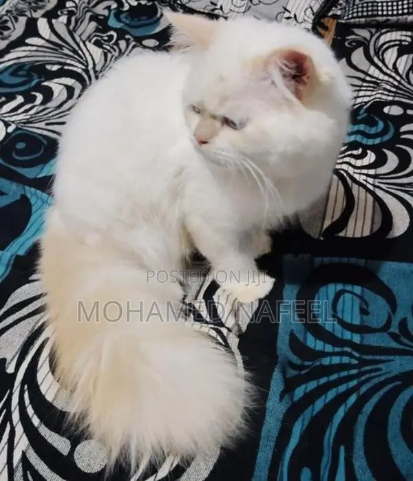 Persian Cat