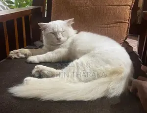 Persian Cat