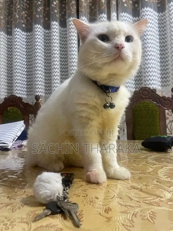 Persian Cat