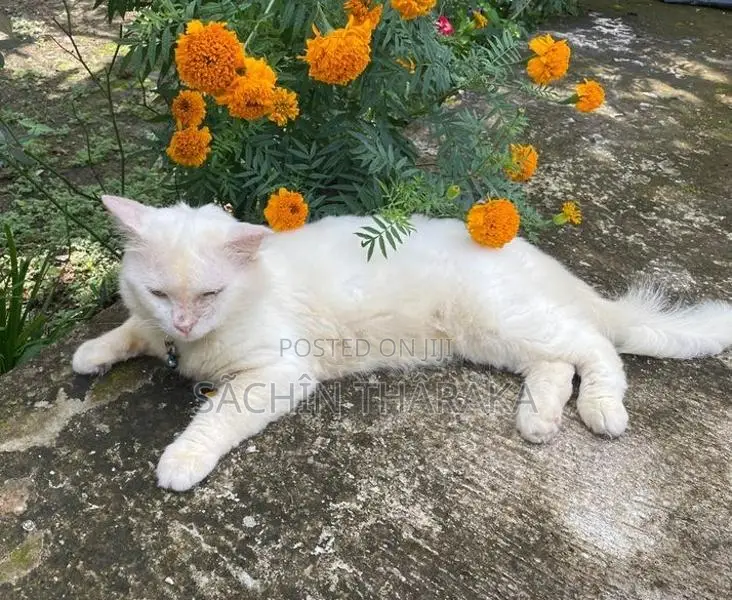 Persian Cat